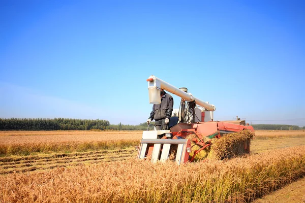 Harvester machine is harvesting rice — Stock Photo, Image