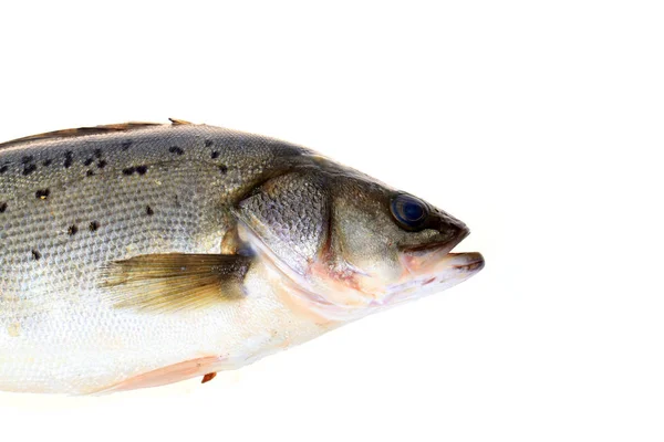 Sea bass — Stock Photo, Image