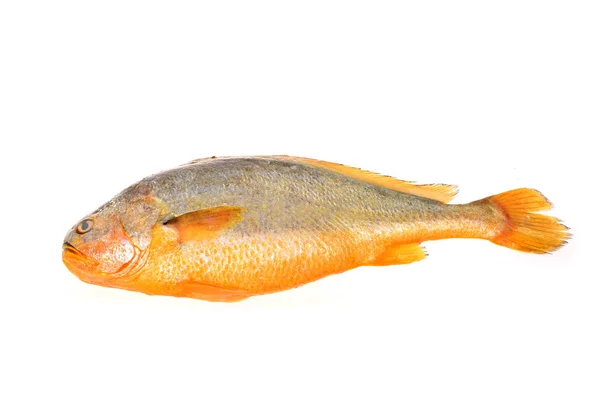Yellow Croaker Fish — Stock Photo, Image