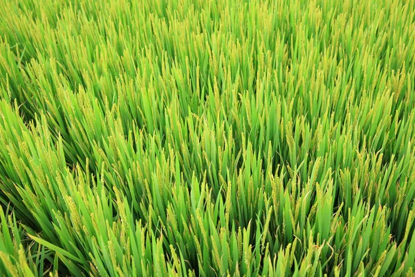 Rice paddies — Stock Photo, Image