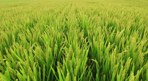 Rice paddies — Stock Photo, Image