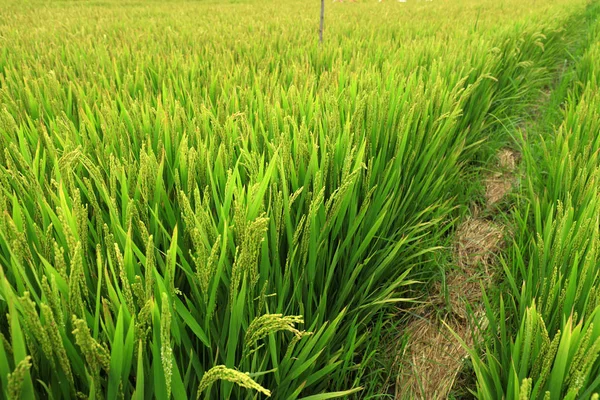 Rice paddies — Stock Photo, Image