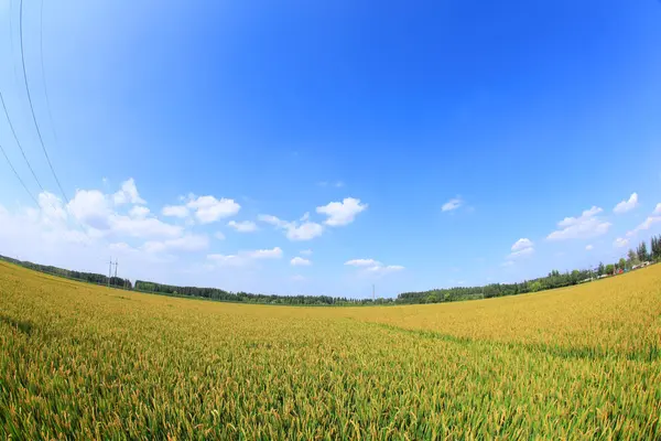 Pirinç paddies — Stok fotoğraf