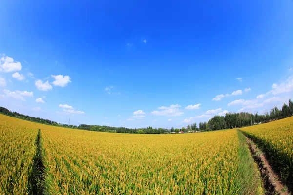 Pirinç paddies — Stok fotoğraf