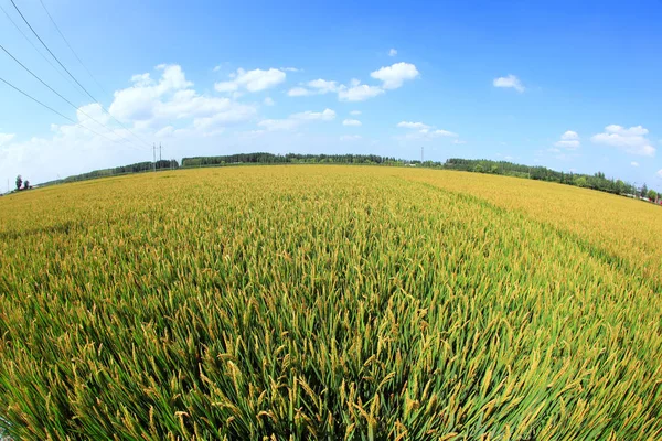 Pirinç paddies — Stok fotoğraf