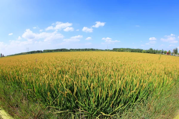 Arroz Paddies —  Fotos de Stock