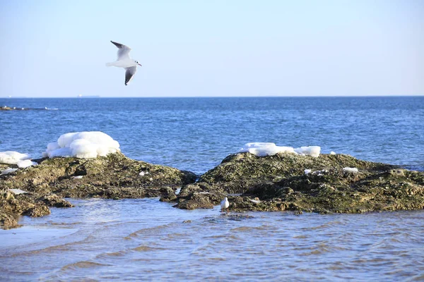 Het landschap aan zee is in de winter — Stockfoto