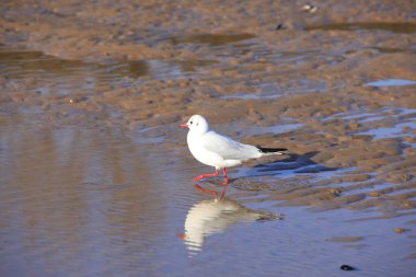 Güzel martılar sahilde.