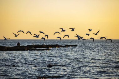 Güzel martılar sahilde.