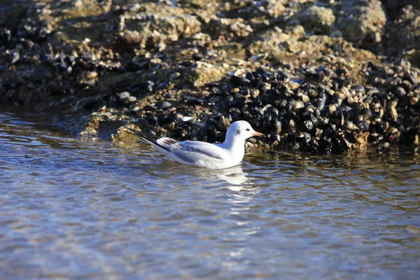 Les belles mouettes sont sur la plage — Photo