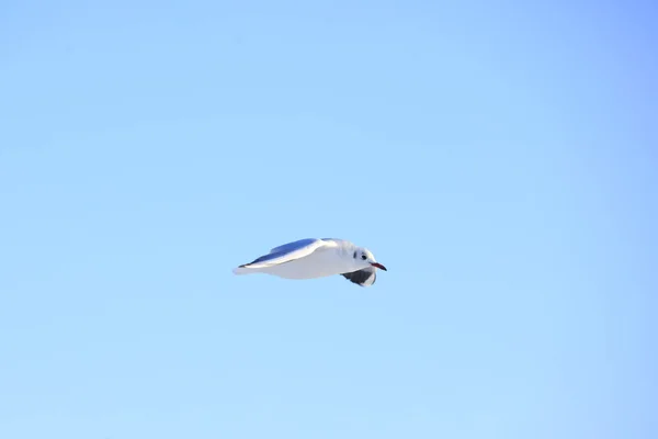 The beautiful seagulls are on the beach — Stock Photo, Image