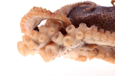 beyaz zemin üzerine ahtapot