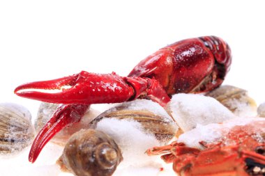 Her çeşit deniz ürünü.