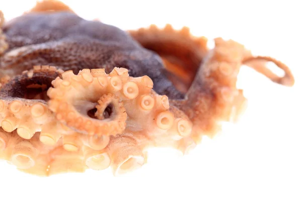 Pulpo sobre fondo blanco — Foto de Stock