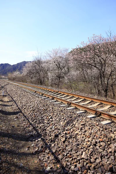 The train tracks — Stock Photo, Image