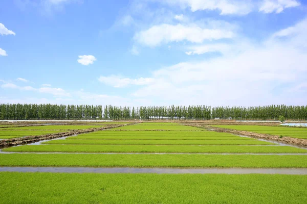 쌀 쌀 분야에서의 모 종 — 스톡 사진