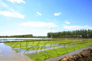 Pirinç tarlaları pirinç fidan