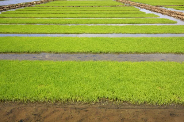 Plántulas de arroz en campos de arroz —  Fotos de Stock