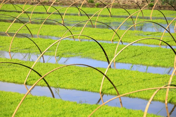 쌀 쌀 분야에서의 모 종 — 스톡 사진