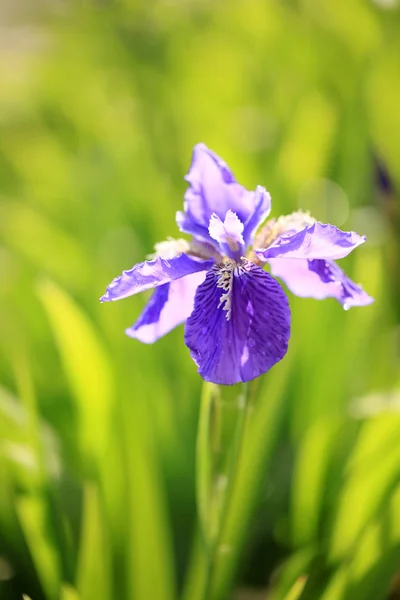 Iris yang indah — Stok Foto