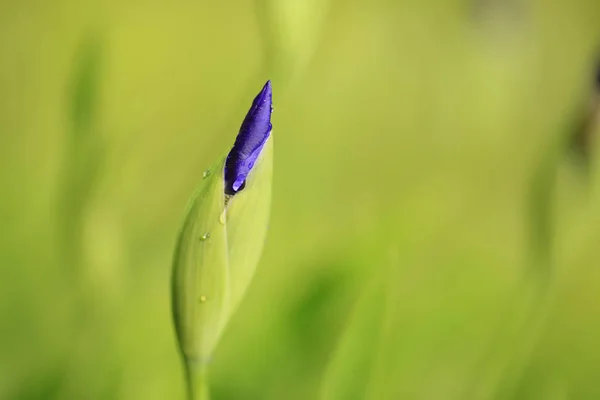 Hermosos iris — Foto de Stock