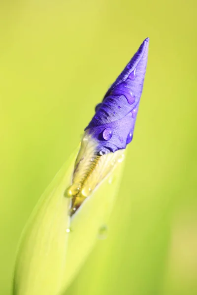 Schöne Schwertlilien — Stockfoto