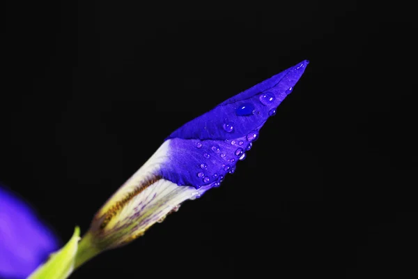 Розквіт фіолетової райдужки — стокове фото