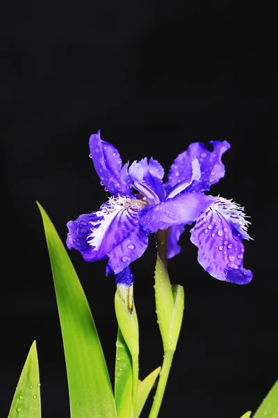 紫色の菖蒲の花 — ストック写真