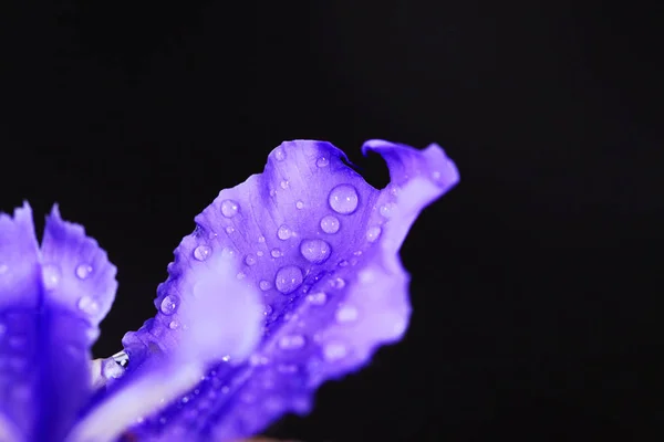 Purple iris blossom — Stock Photo, Image