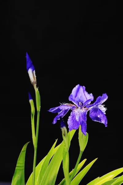 Fleur d'iris pourpre — Photo