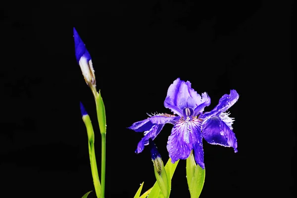 紫色の菖蒲の花 — ストック写真