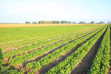 Tarlada yer fıstığı