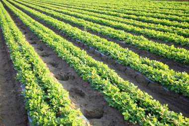 Tarlada yer fıstığı