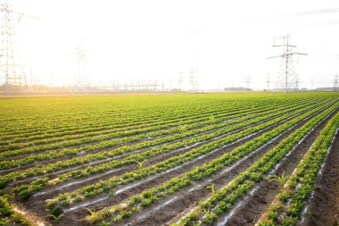 Tarlada yer fıstığı