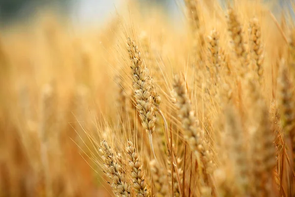 Wheat mature — ストック写真