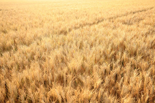 Buğday olgunluğu — Stok fotoğraf