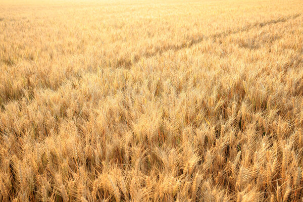 wheat mature