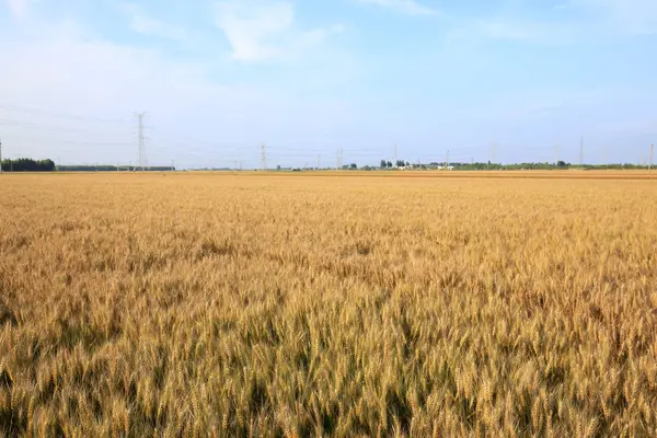 Пшениця зріла — стокове фото