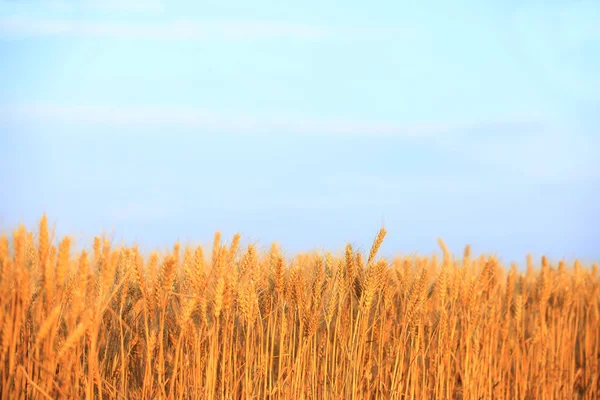 Wheat mature — ストック写真