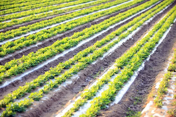 Amendoins no campo — Fotografia de Stock