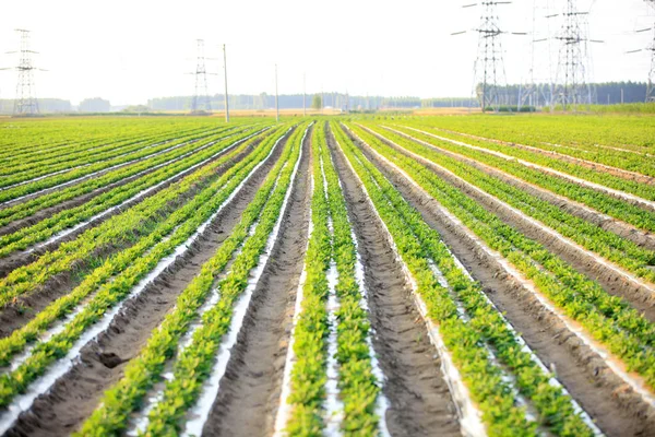 Amendoins no campo — Fotografia de Stock