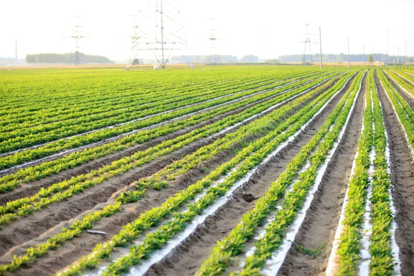 Amendoins no campo — Fotografia de Stock