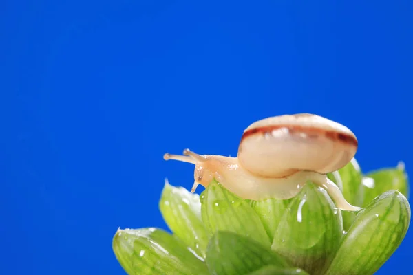 蜗牛 — 图库照片