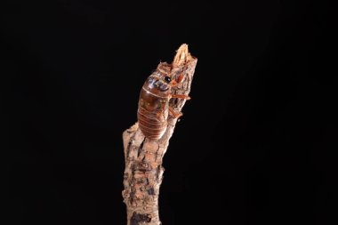 Ağustos böceği larvası.