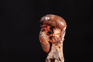 Ağustos böceği larvası.