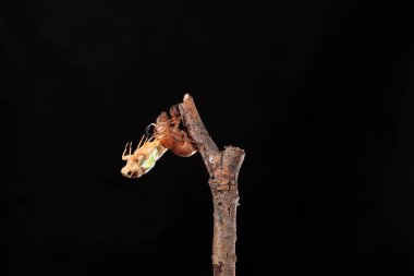 Ağustosböceği dalda metamorfoz oluşturur.