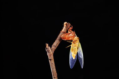 Ağustosböceği dalda metamorfoz oluşturur.