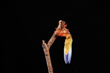 A cicada metamorphoses on a branch clipart