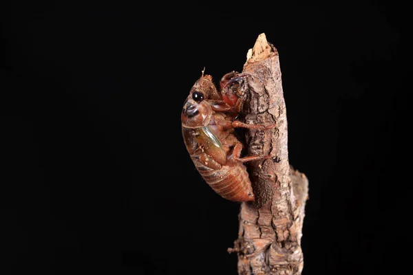 Larva kobylek — Stock fotografie