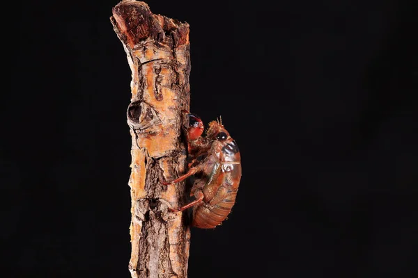 Ağustos böceği larvası. — Stok fotoğraf